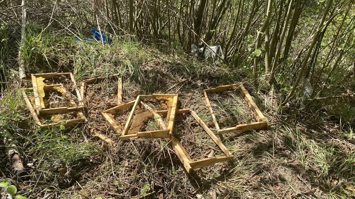 Sinop'un Türkeli ilçesinde ayılar 23 arı kovanına zarar verdi. 