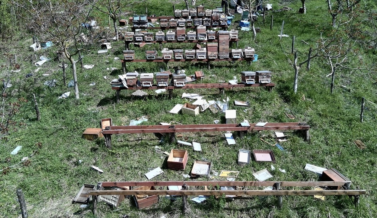 Sinop'un Türkeli ilçesinde ayılar 23 arı kovanına zarar verdi. 