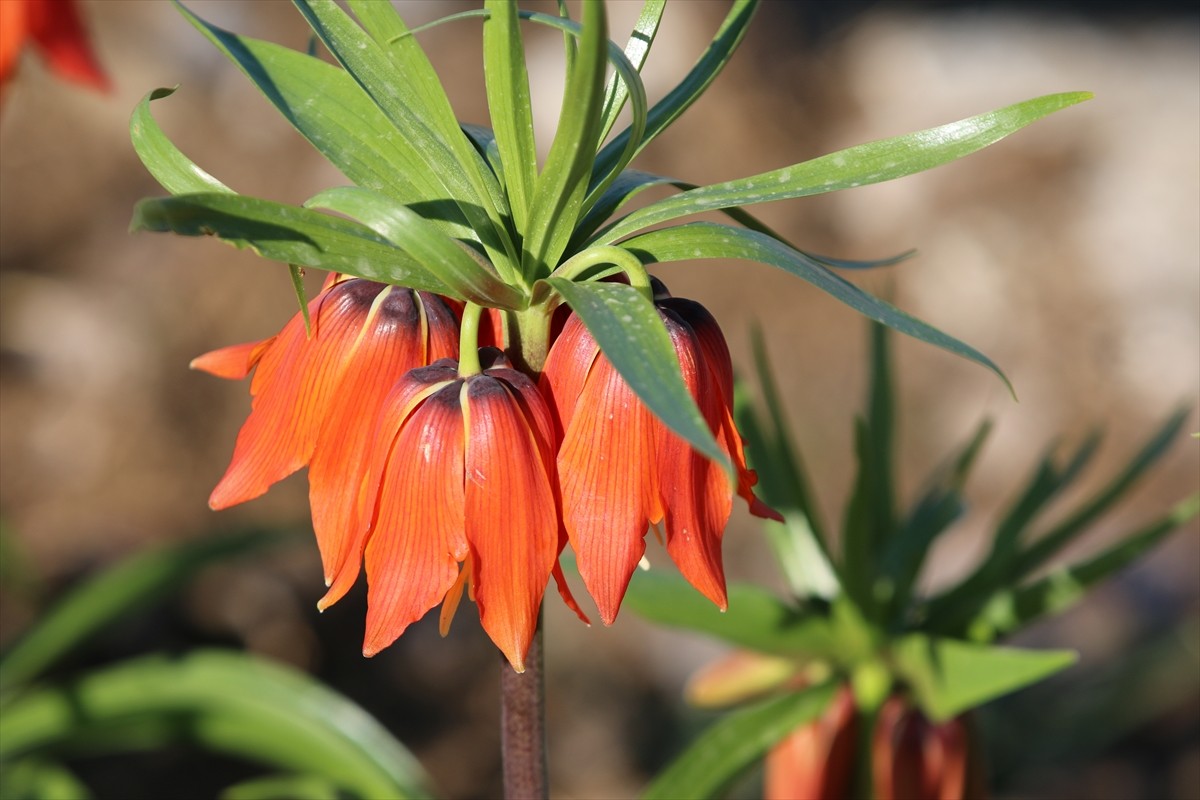 Şırnak'ın Uludere ilçesinde baharda açan endemik ters laleler, doğaya renk kattı.