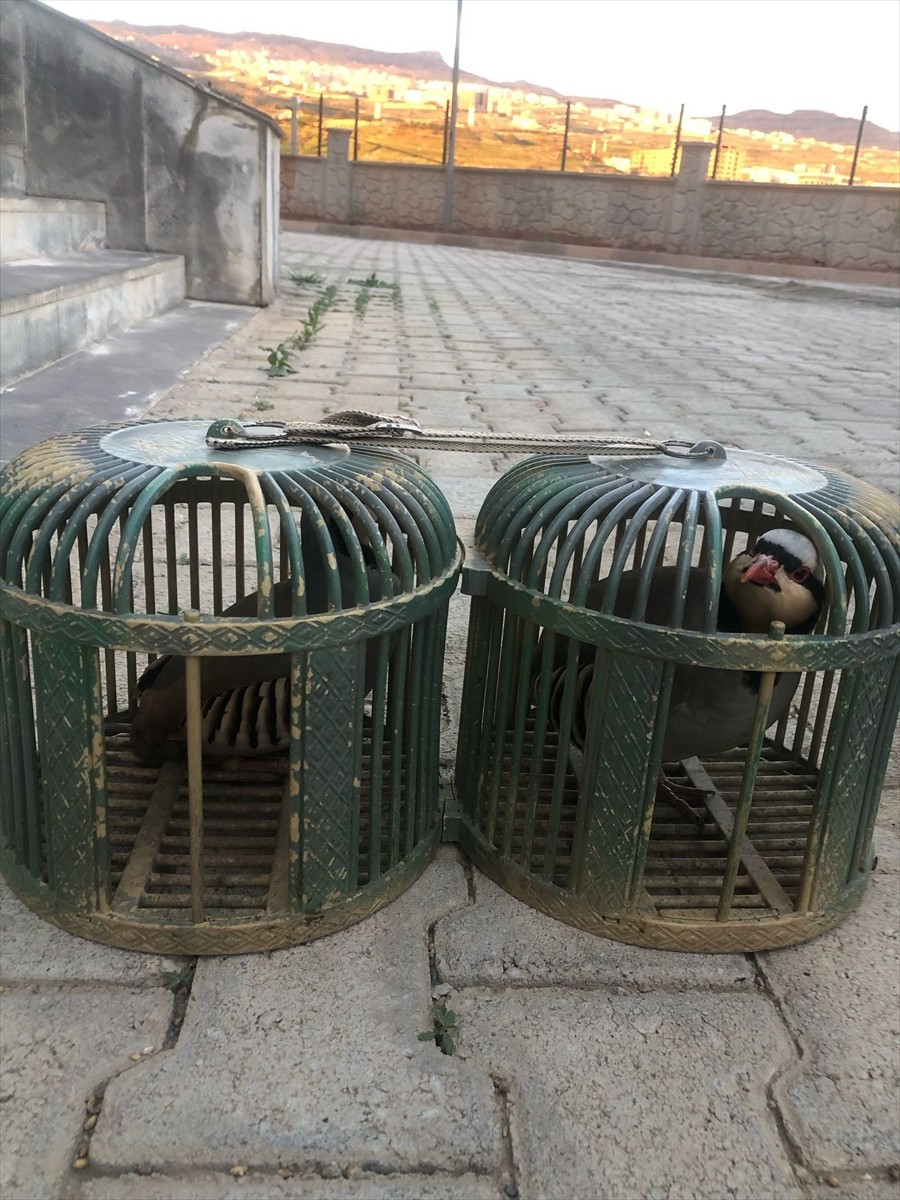 Şırnak kent merkezinde aracında ticareti yasaklanan 4 kınalı keklik bulunan sürücüye 21 bin 500...