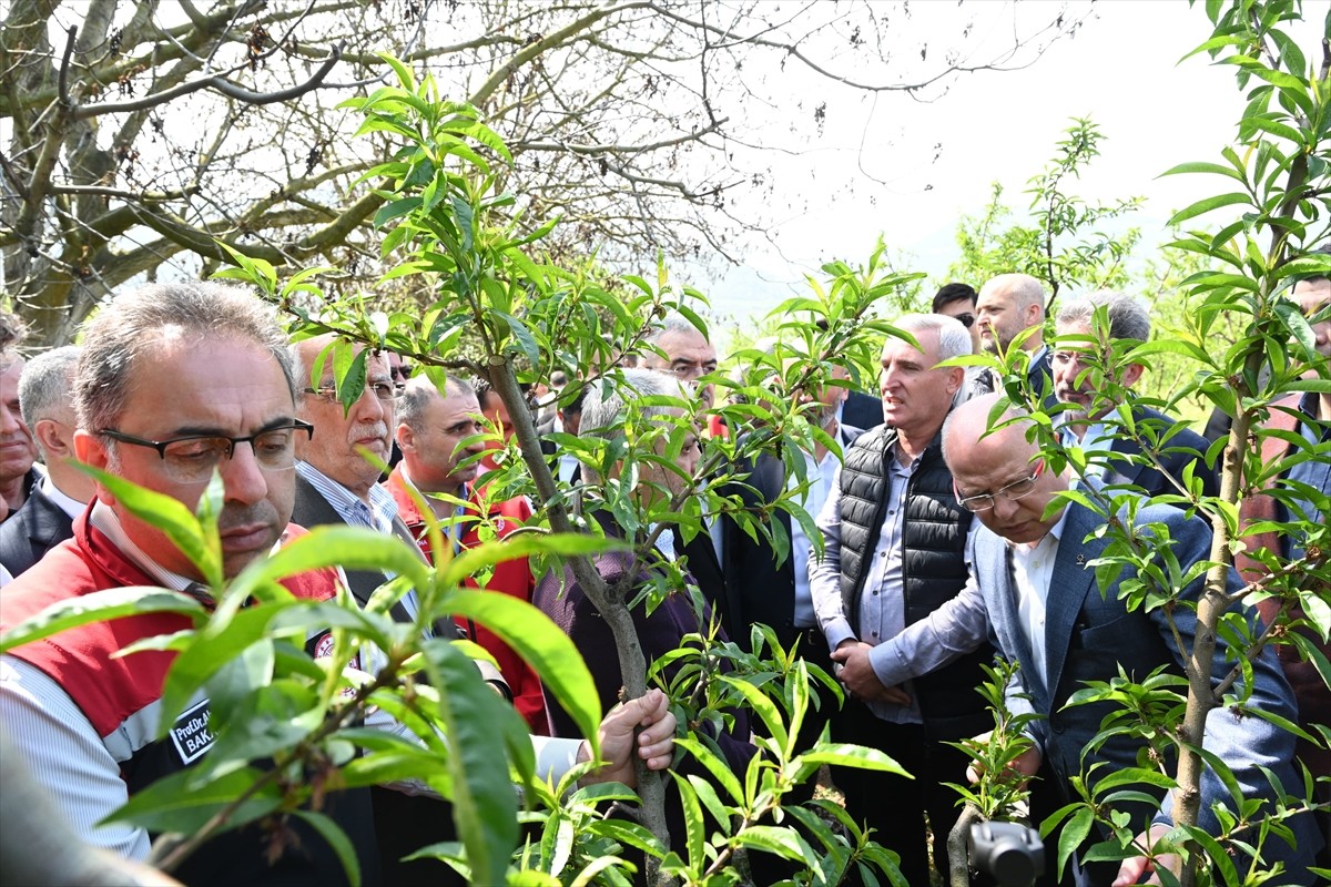 Tarım ve Orman Bakan Yardımcısı Ahmet Gümen, Bursa'nın İznik ilçesinde zirai dondan etkilenen...