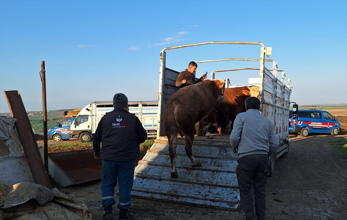 Tekirdağ'a kaçak yollarla kente 27 büyükbaş hayvan getirdiği belirlenen kişiye 105 bin lira ceza...
