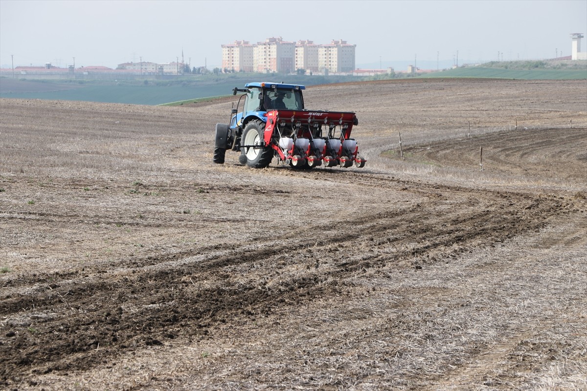 Tekirdağ'da kuraklık nedeniyle yaşanan verim kayıplarını en aza indirmek için üreticiler, anıza...