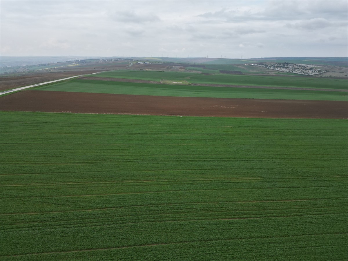 Tekirdağ'da, küresel iklim değişikliğiyle kurak dönemlerin uzaması ve yağışlardaki dengesizlik...