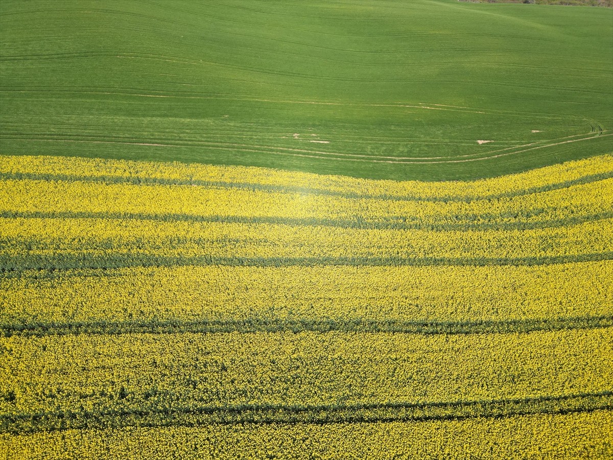 Tekirdağ Tarım ve Orman Müdürü Mehmet Aksoy, arılara zarar verilmemesi için kanola tarlalarında...
