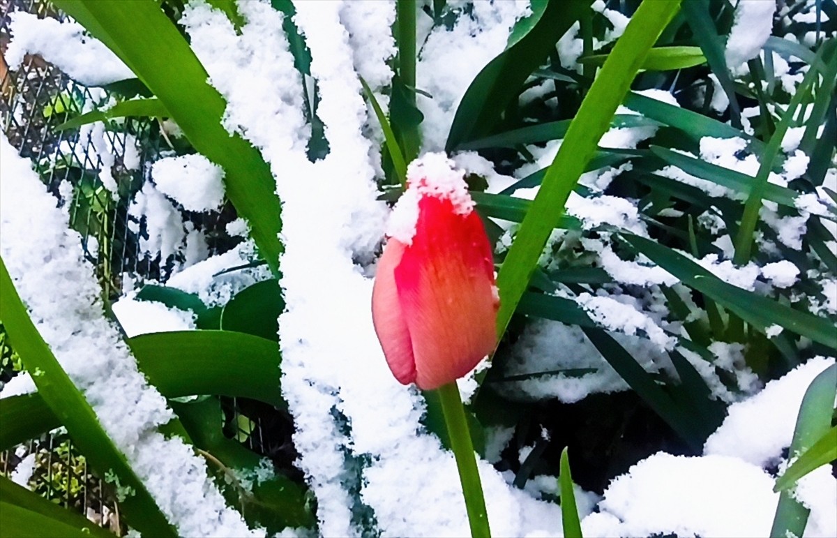 Tokat'ın Yeşilyurt ilçesinde kar yağışı etkili oldu.