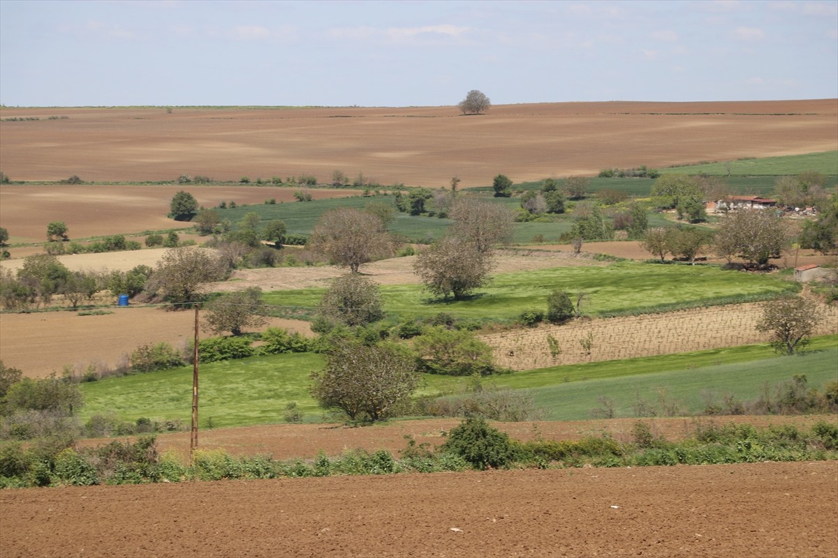 Trakya'da iklim değişikliğinin etkisiyle artan böcek popülasyonu, tarımsal üretimi olumsuz...