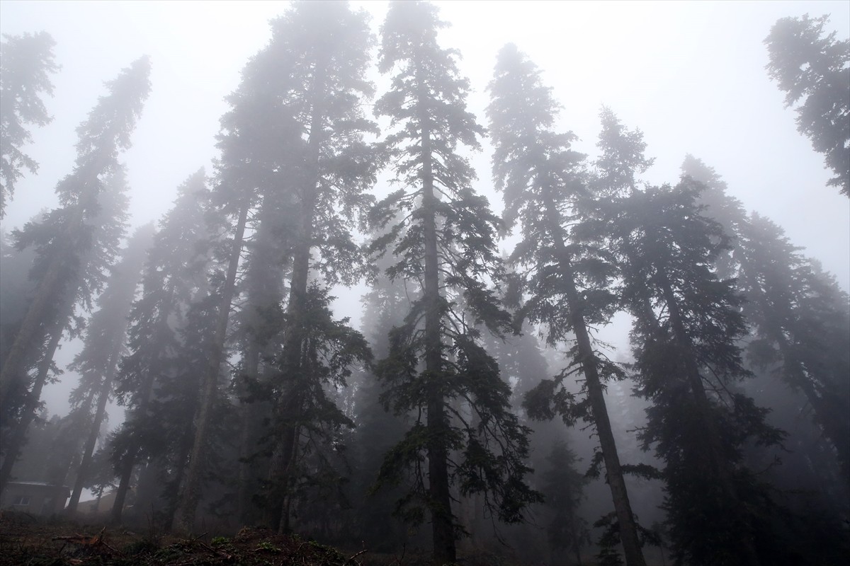 Türkiye'nin önde gelen kayak ve kış turizmi merkezleri arasında yer alan Ilgaz Dağı'nda sis etkili...
