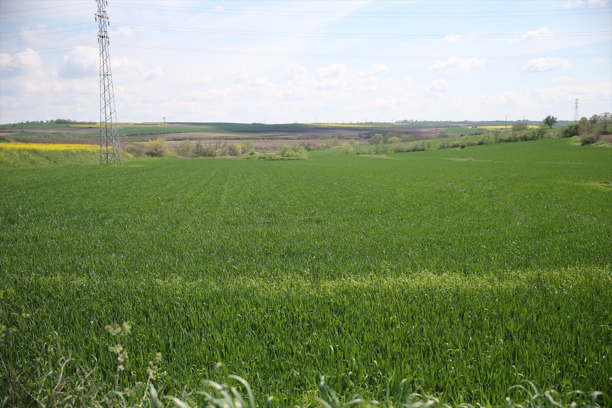 Türkiye'nin önemli buğday üretim merkezlerinden Edirne'de son dönemde etkili olan yağışlar verim...
