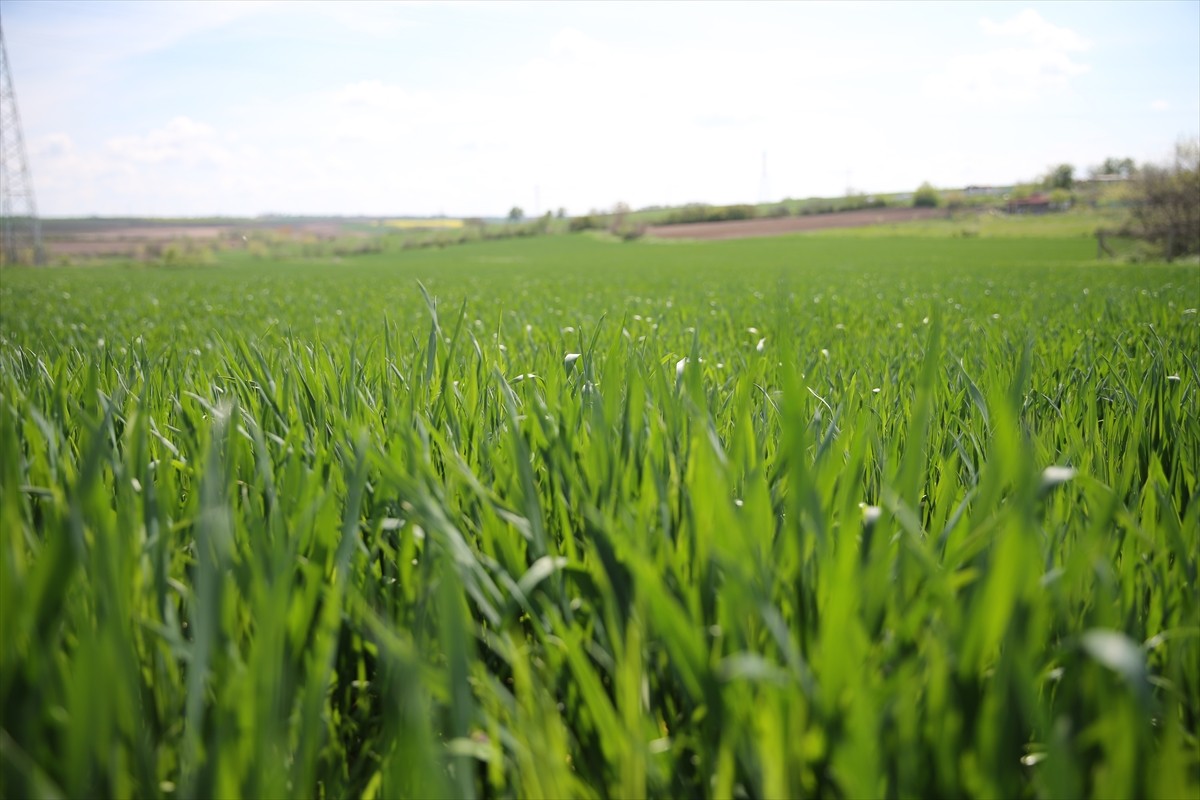 Türkiye'nin önemli buğday üretim merkezlerinden Edirne'de son dönemde etkili olan yağışlar verim...