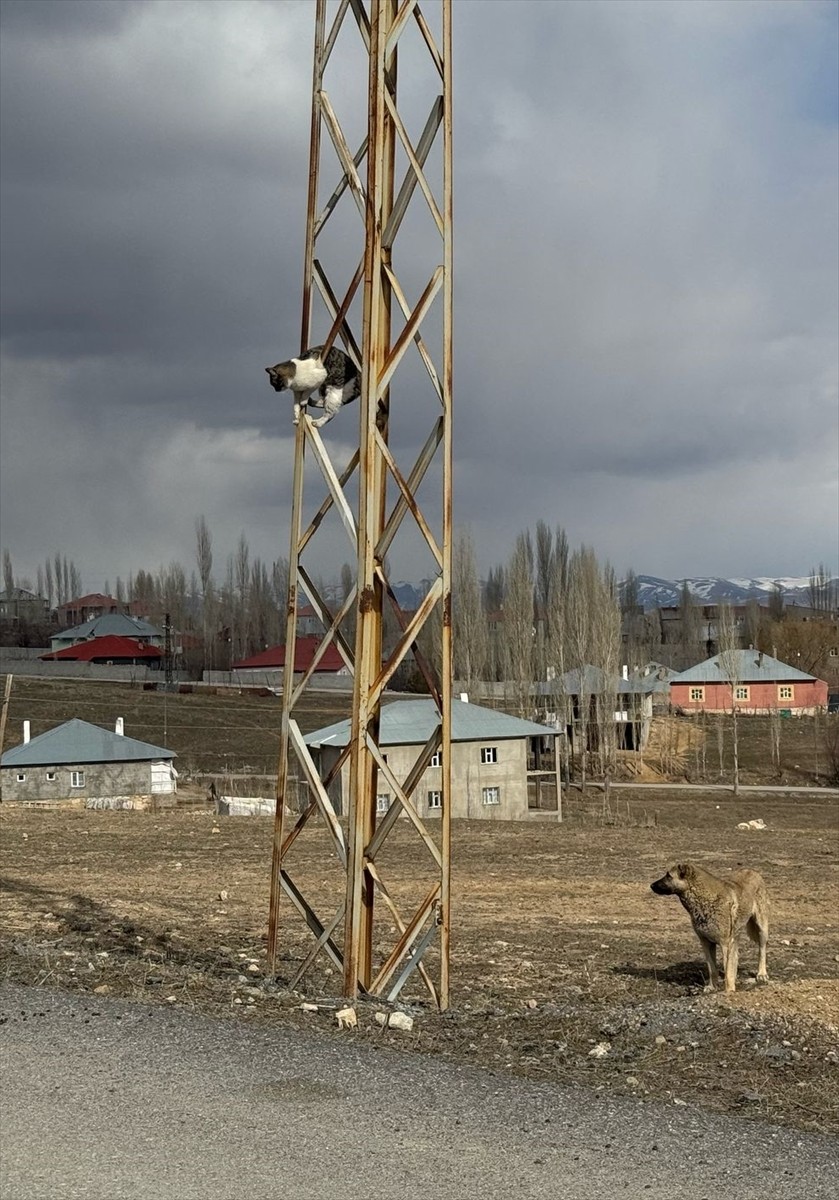 Van'ın Başkale ilçesinde sahipsiz köpeklerin kovaladığı kedi, saatlerce elektrik direğinde...
