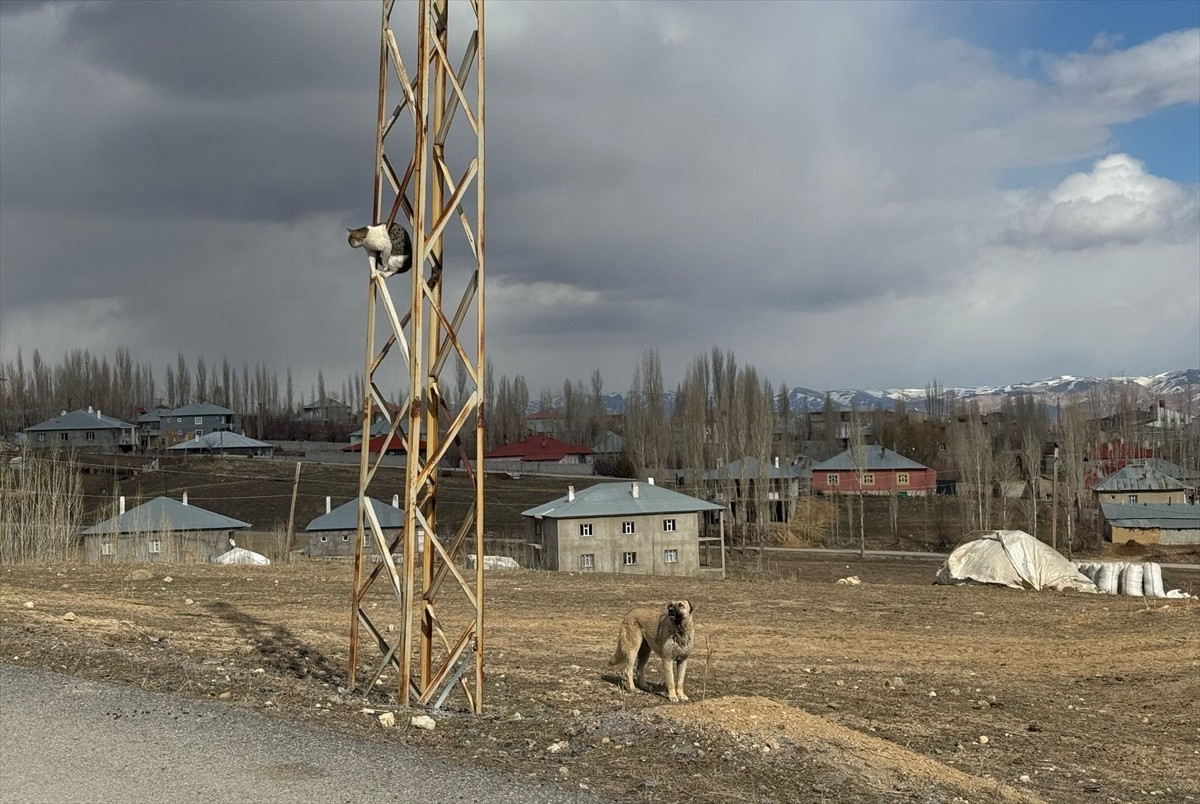 Van'ın Başkale ilçesinde sahipsiz köpeklerin kovaladığı kedi, saatlerce elektrik direğinde...