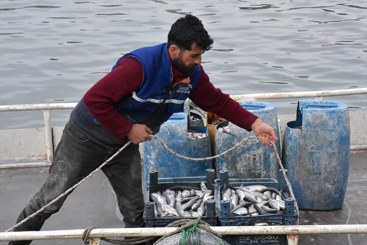 Van Gölü'nde yaşayan ve üreme döneminde suyun akışının tersine yüzerek görsel şölen sunarak tatlı...