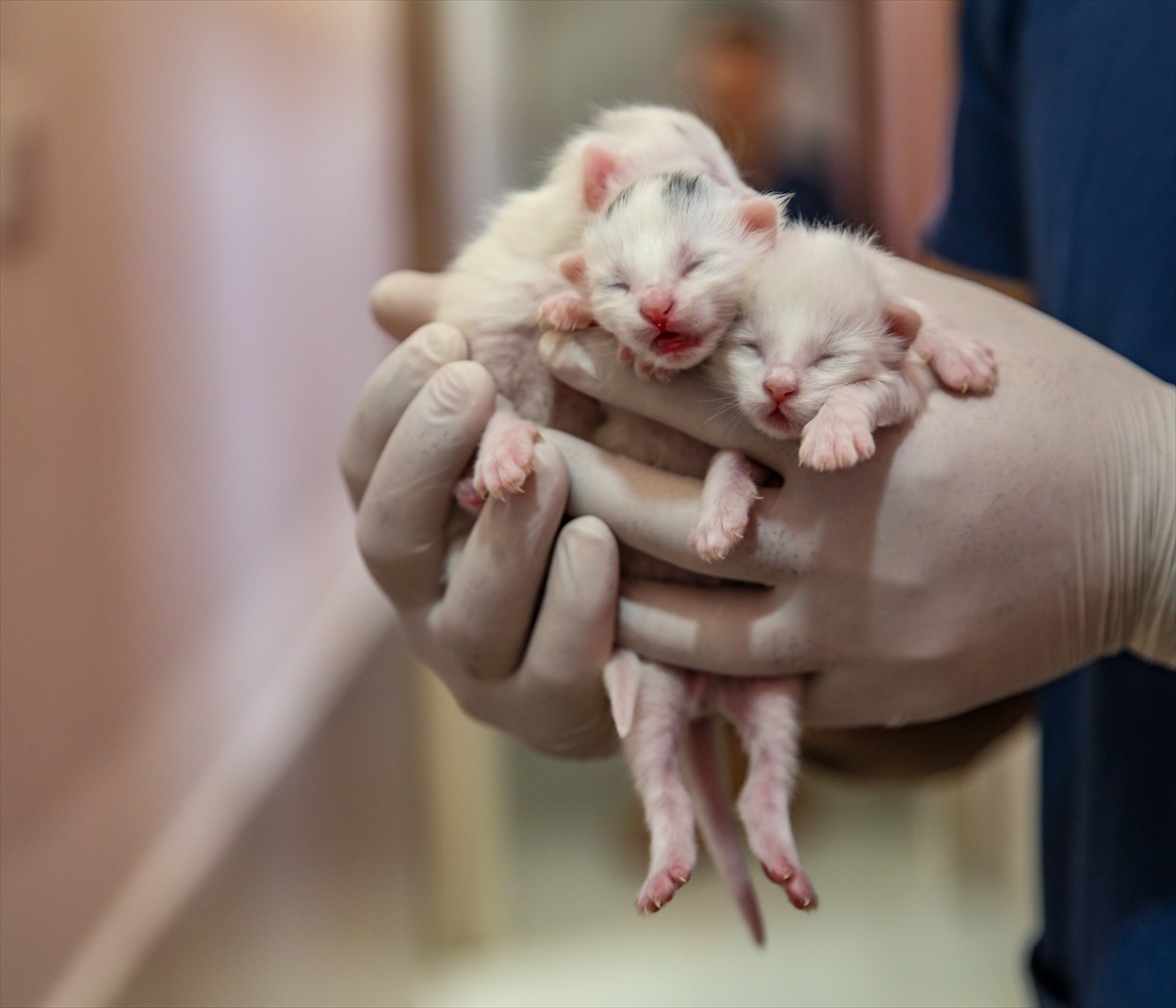 Van Kedisi Araştırma ve Uygulama Merkezinde koruma altında tutulan Van kedileri, 2025'in ilk...