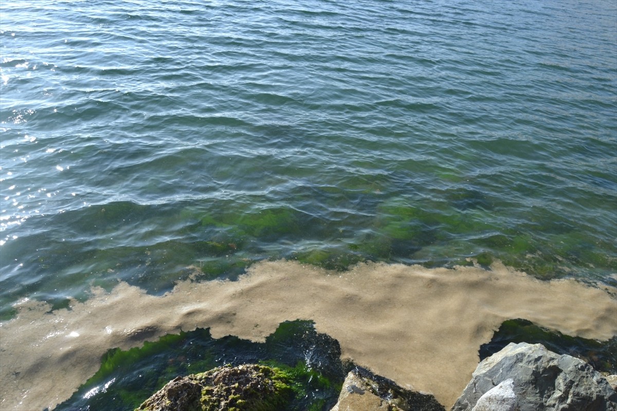 Yalova'nın Armutlu ilçesi kıyılarında deniz yüzeyinde müsilaj görüldü. Marmara Denizi'nde farklı...
