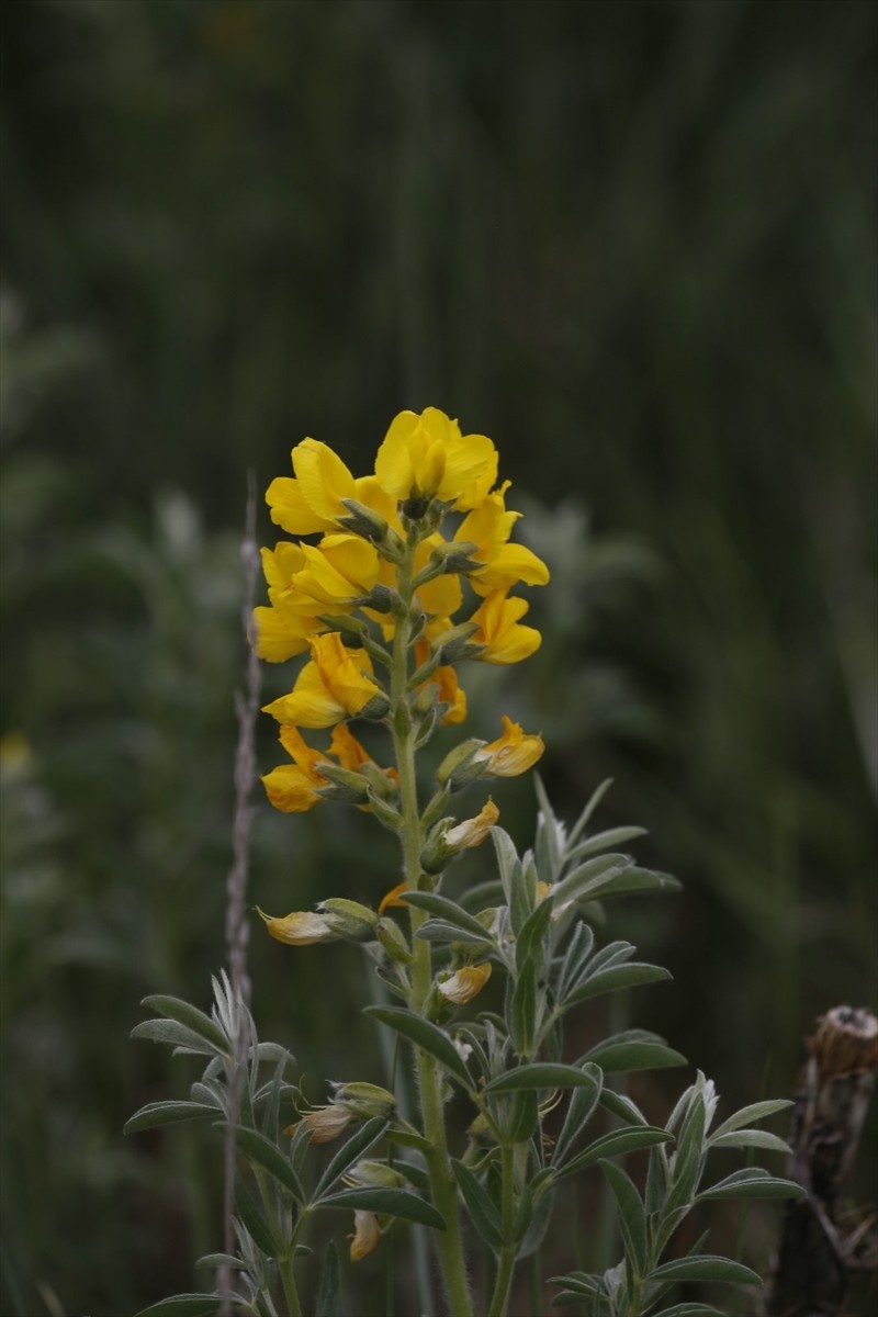 Afyonkarahisar'da koparıldığında 557 bin 212 lira cezası bulunan endemik bitki türü "Eber...