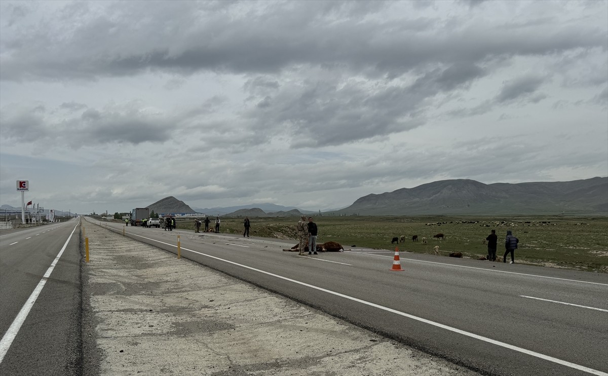 Ağrı'nın Doğubayazıt ilçesinde tırın çarparak ağır yaraladığı 3 büyükbaş hayvan telef olmaması...