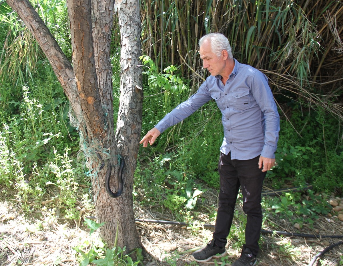 Antalya'nın Serik ilçesinde bir evin bahçesindeki balık ağına dolanan yılanı, itfaiye ekibi...