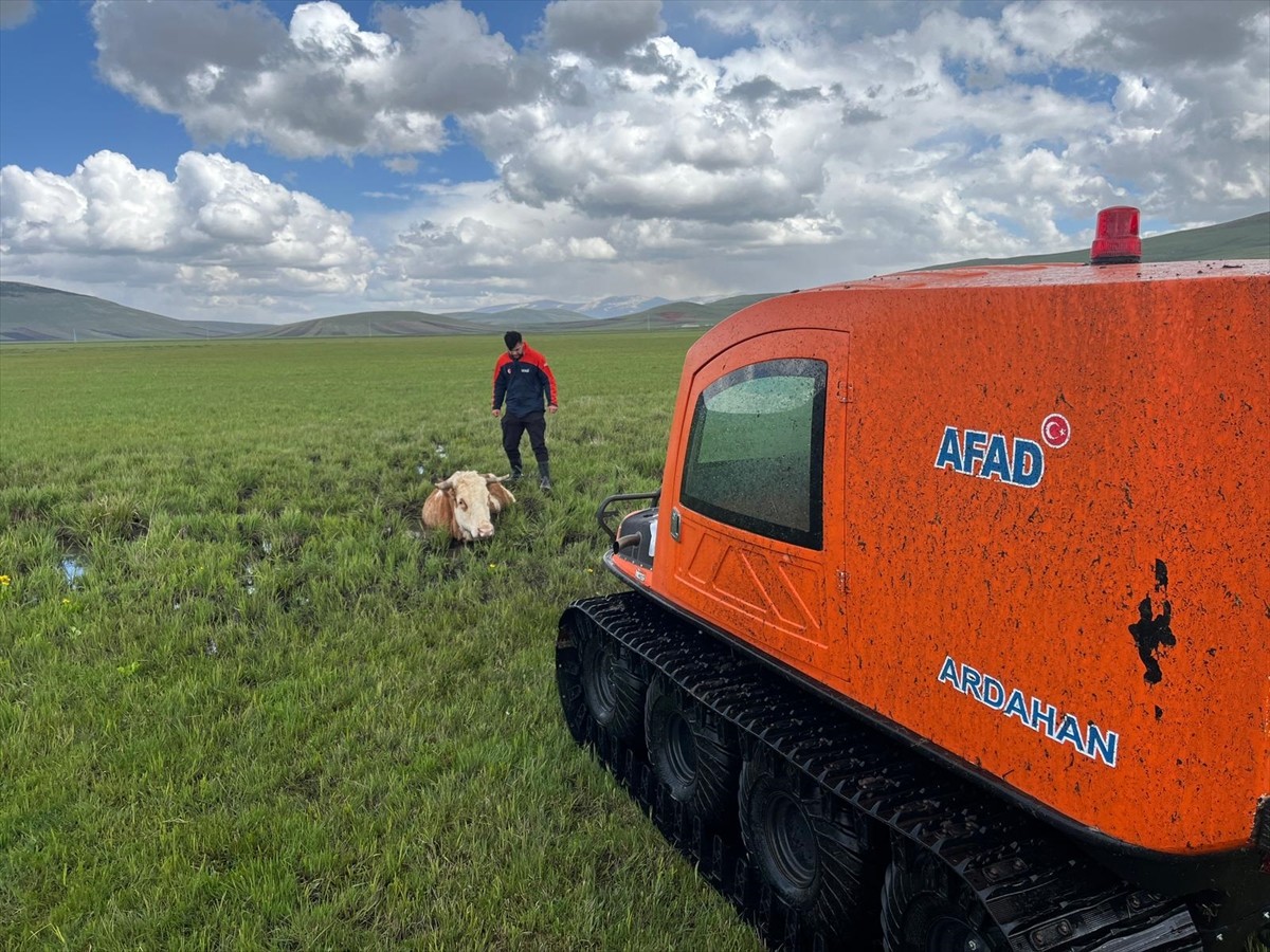 Ardahan'da çamurda mahsur kalan inek, AFAD ekiplerince kurtarıldı.