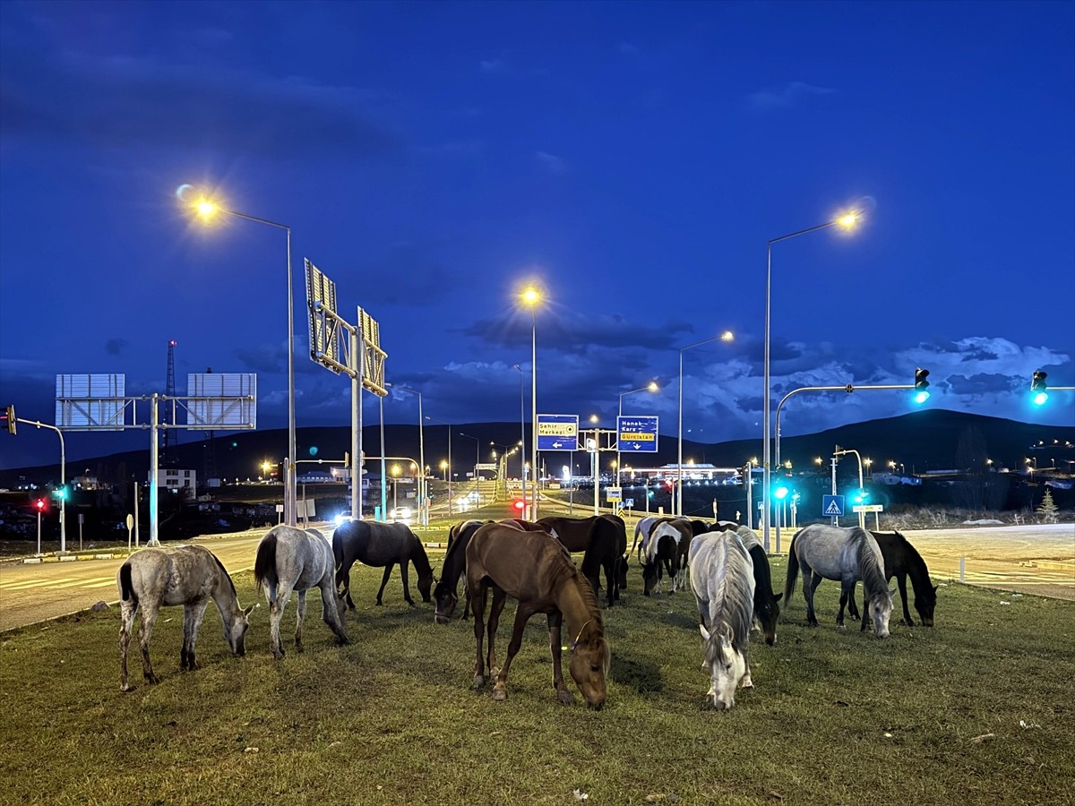 Ardahan'da yiyecek arayan yılkı atları kara yoluna indi.