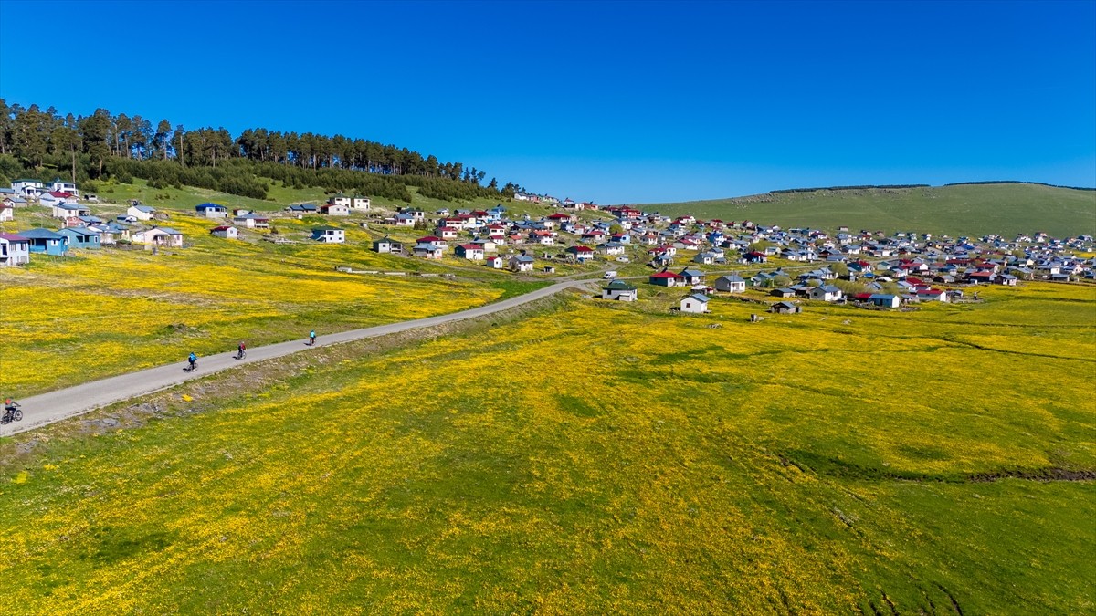 Ardahan'ın Göle ilçesindeki bisiklet tutkunları, çiçeklerle kaplı ovada ve çam ağaçlarıyla çevrili...