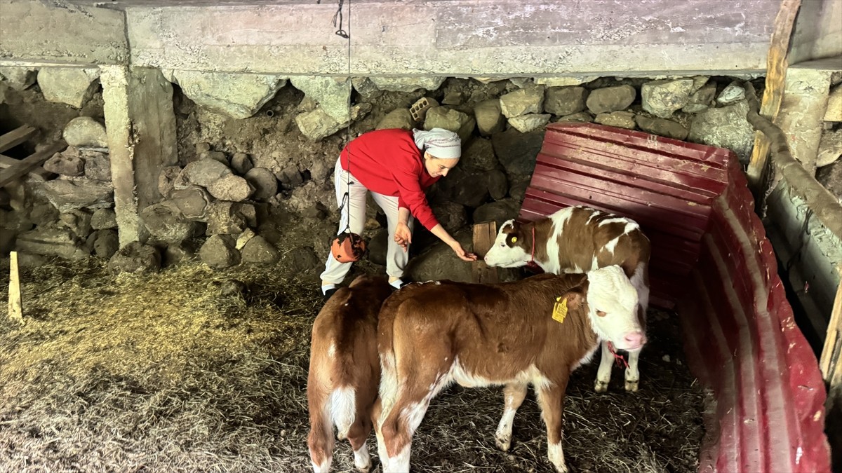 Artvin'in Kemalpaşa ilçesinde bir besicinin ineği dördüz doğurdu.