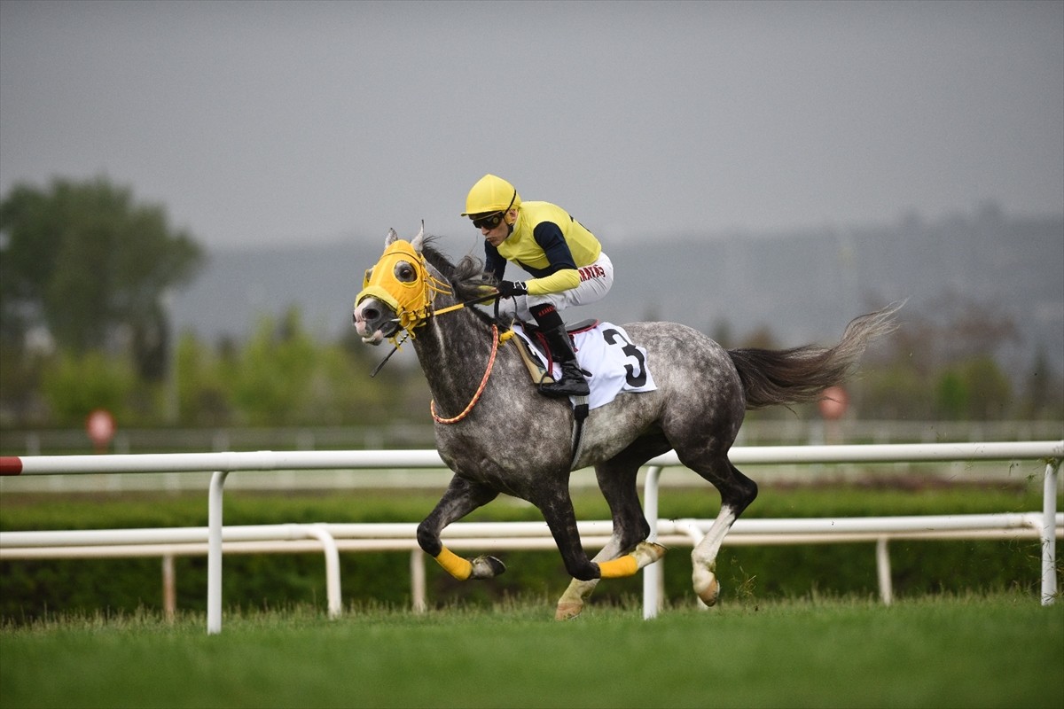 At yarışlarında, Ankara 75. Yıl Hipodromu'nda 1600 metre mesafede çim pistte koşulan 63. Türkiye...