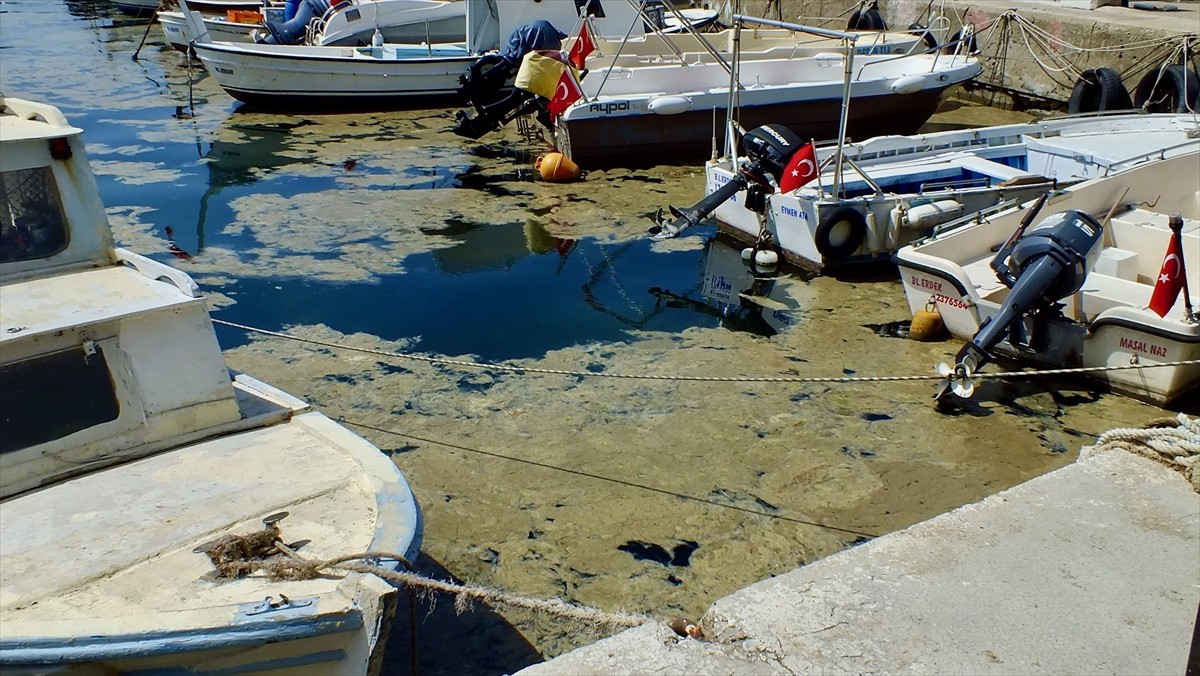 Balıkesir'in Erdek ilçesi kıyılarında deniz yüzeyinde müsilaj oluştu. Balıkesir'in Erdek ilçesi...