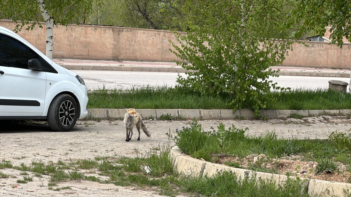 Bayburt'ta şehir merkezine inerek yiyecek arayan tilki görüntülendi.