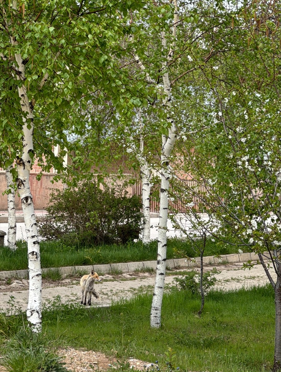 Bayburt'ta şehir merkezine inerek yiyecek arayan tilki görüntülendi.