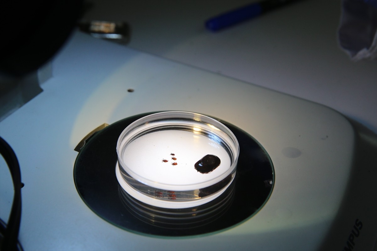 Bazı kenelerin toplu iğnenin başı kadar küçük olabildiği, bu nedenle, arazi dönüşü insanların...