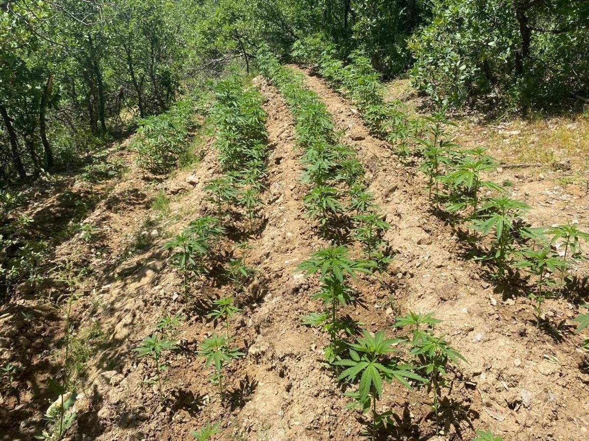 Bingöl'de düzenlenen operasyonlarda 4 bin 763 kök Hint keneviri ele geçirildi.