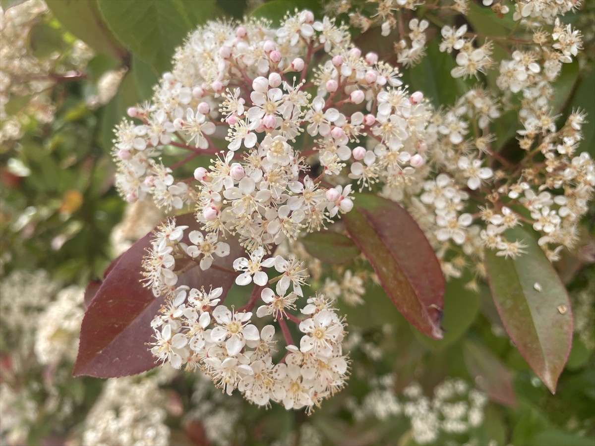 Bolu İzzet Baysal Üniversitesi (BAİBÜ) Eğitim ve Araştırma Hastanesi Göğüs Hastalıkları Uzmanı...
