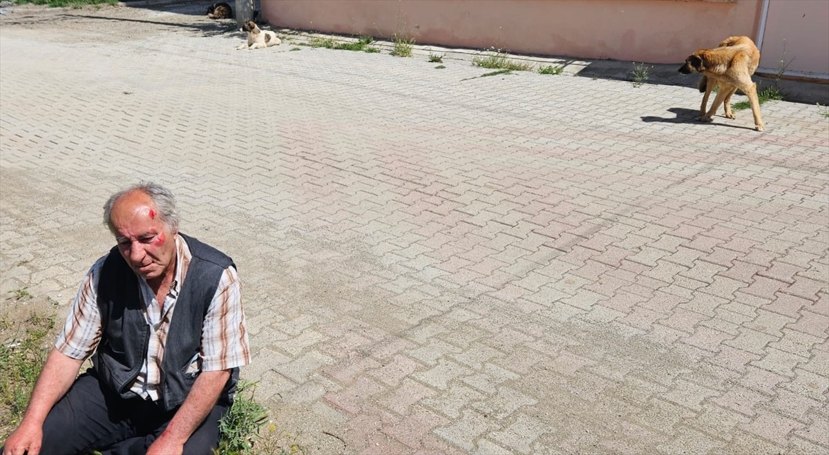 Burdur'un Yeşilova ilçesinde ekmek almak için bakkala gittiği sırada sahipsiz köpeklerin...