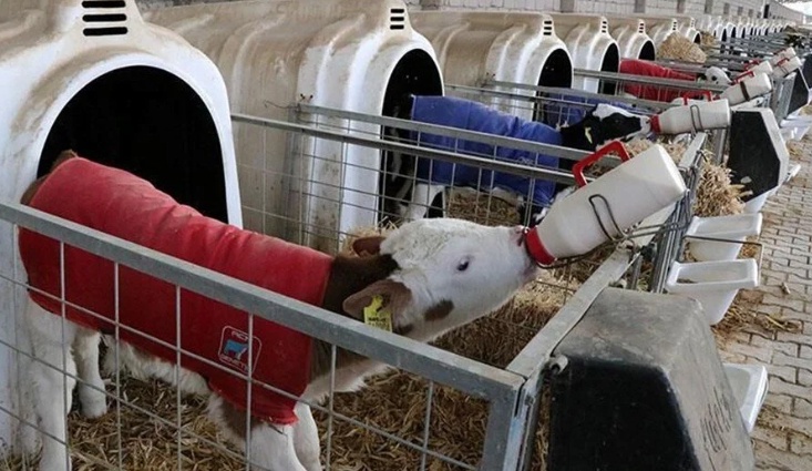 Buzağı Desteği İçin Başvuruların Son Tarihi Açıklandı