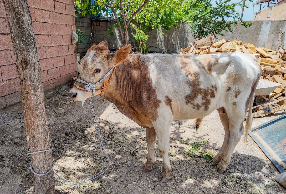 Diyarbakır'ın merkez Sur ilçesinde ahırdan kaçan buzağı yaklaşık 9 ay sonra bulunarak sahibine...
