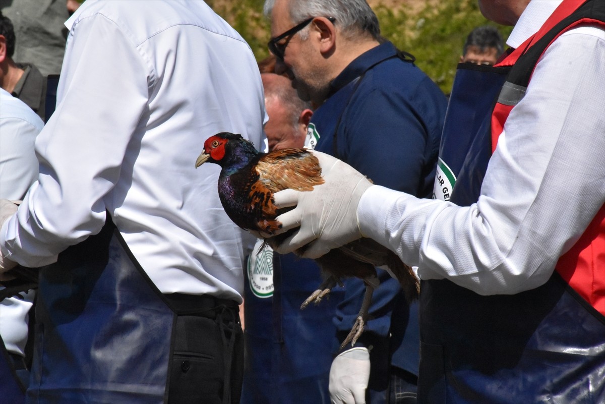 Doğa Koruma ve Milli Parklar (DKMP) Genel Müdürlüğünce, Ordu'da fındıkta zarara neden olan...