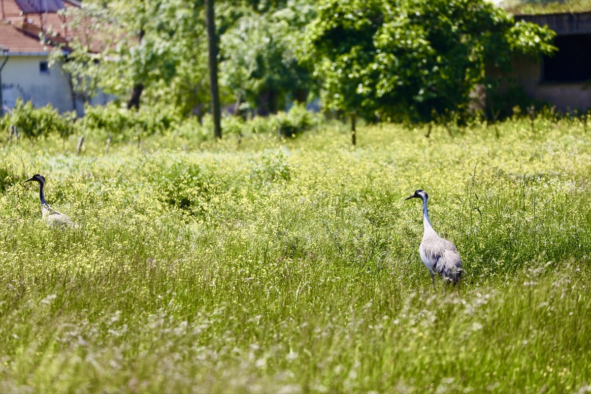 Doğu Avrupa göç rotasındaki en önemli sulak alanlardan biri olan UNESCO Dünya Miras Geçici...