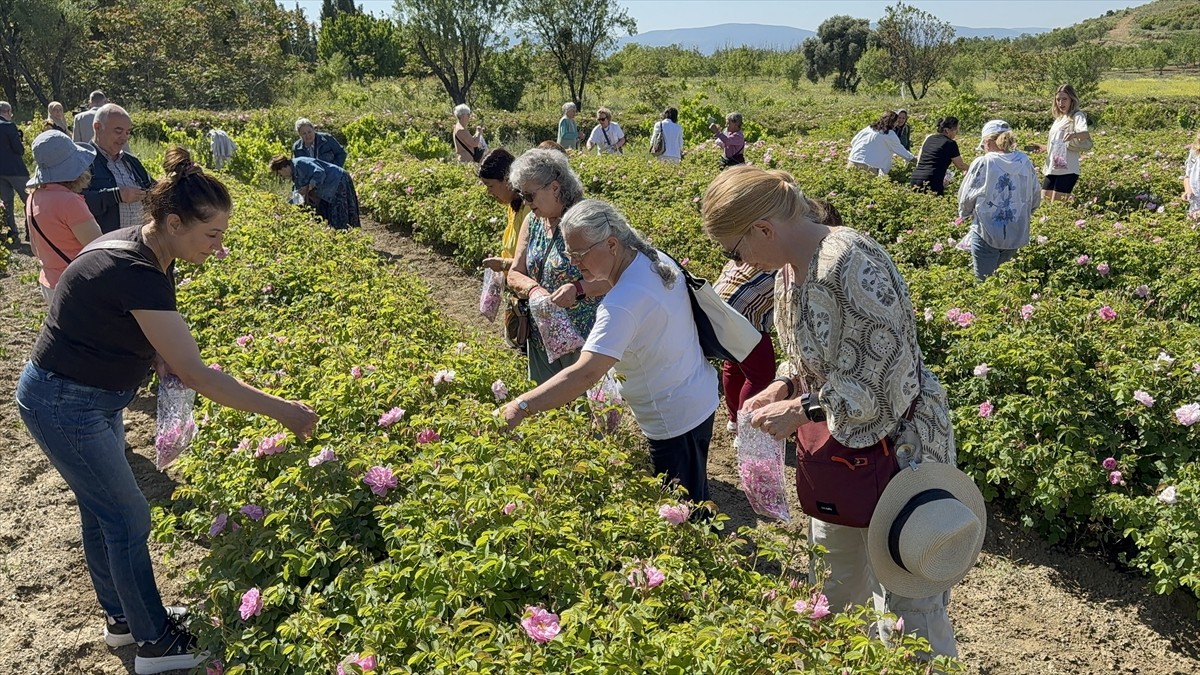 Dünya gül yağı üretiminin yüzde 65'inin karşılandığı Isparta'da gül hasadı başladı.