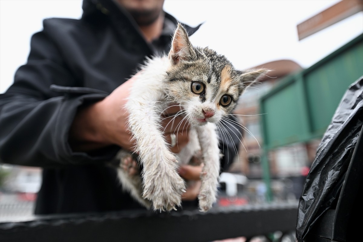Düzce'de Azmimilli Mahallesi Aydınpınar Caddesi'ndeki Şaguç Köprüsü'nden kedi yavrusunun dereye...