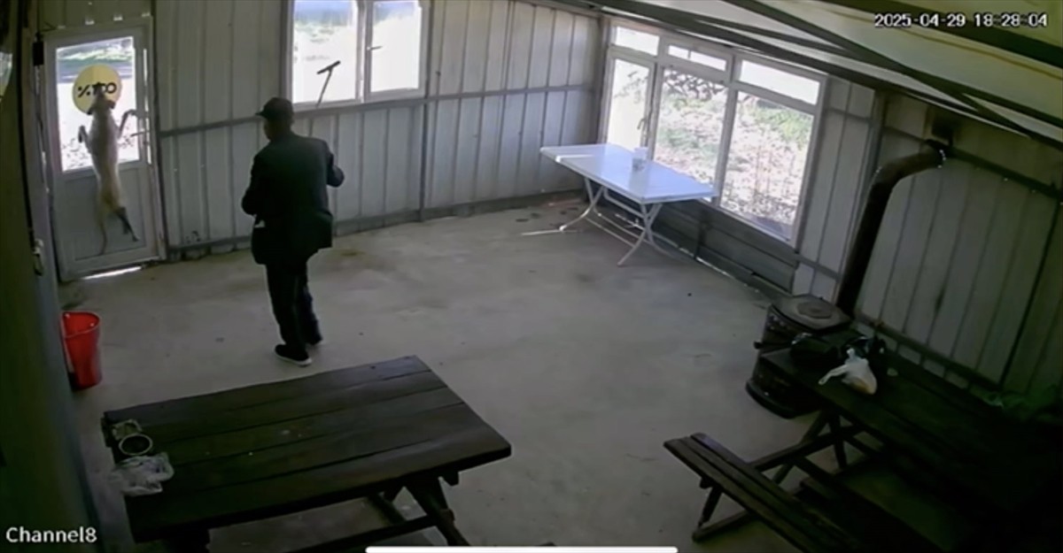 Edirne'de 5 aylık köpek, köy sakini tarafından kahvehanenin deposunda bastonla dövüldü. Köpeğin...