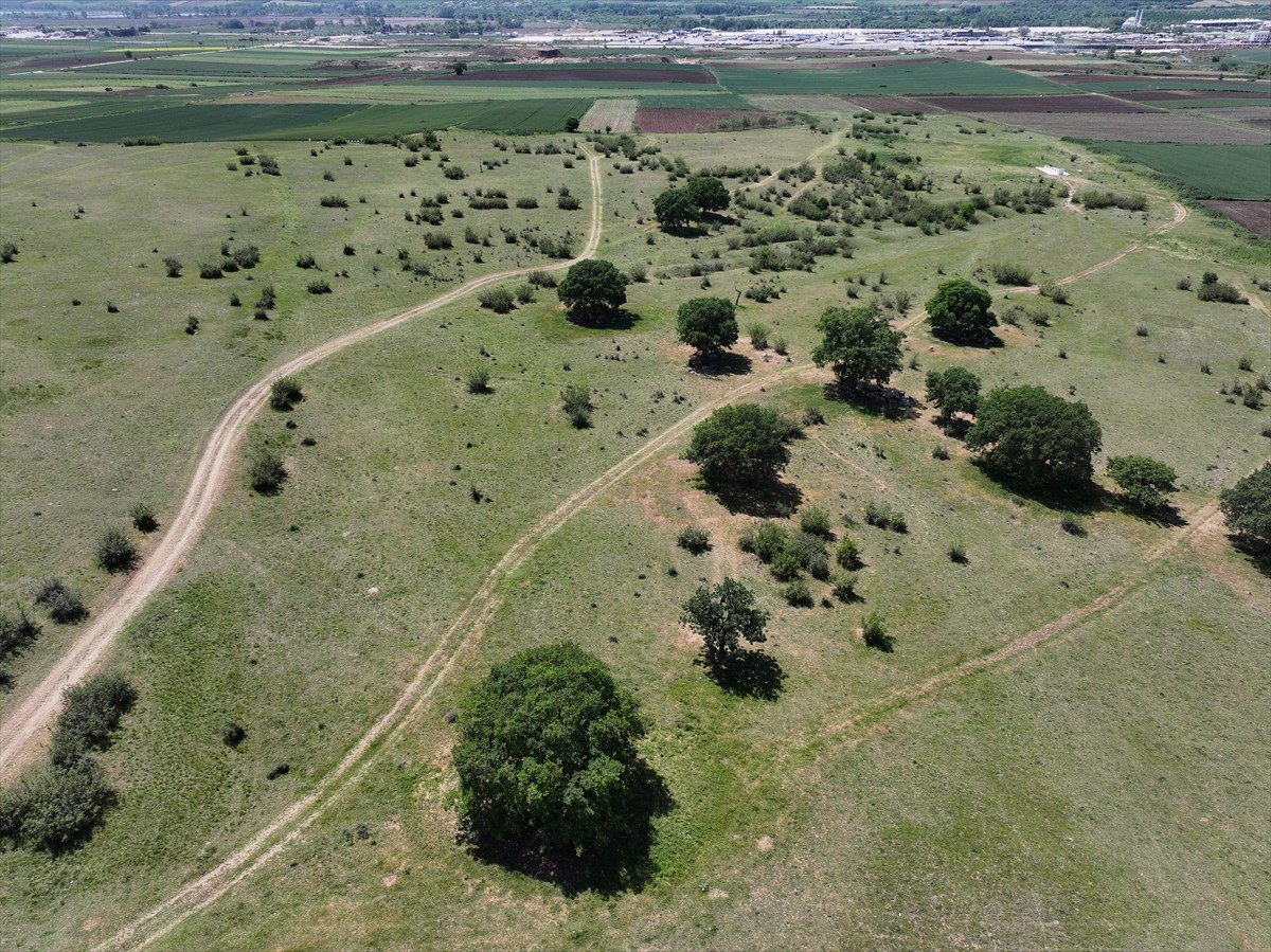Edirne'de, hayvancılığın desteklenmesi ve yem ihtiyacının karşılanması amacıyla meraların belli...