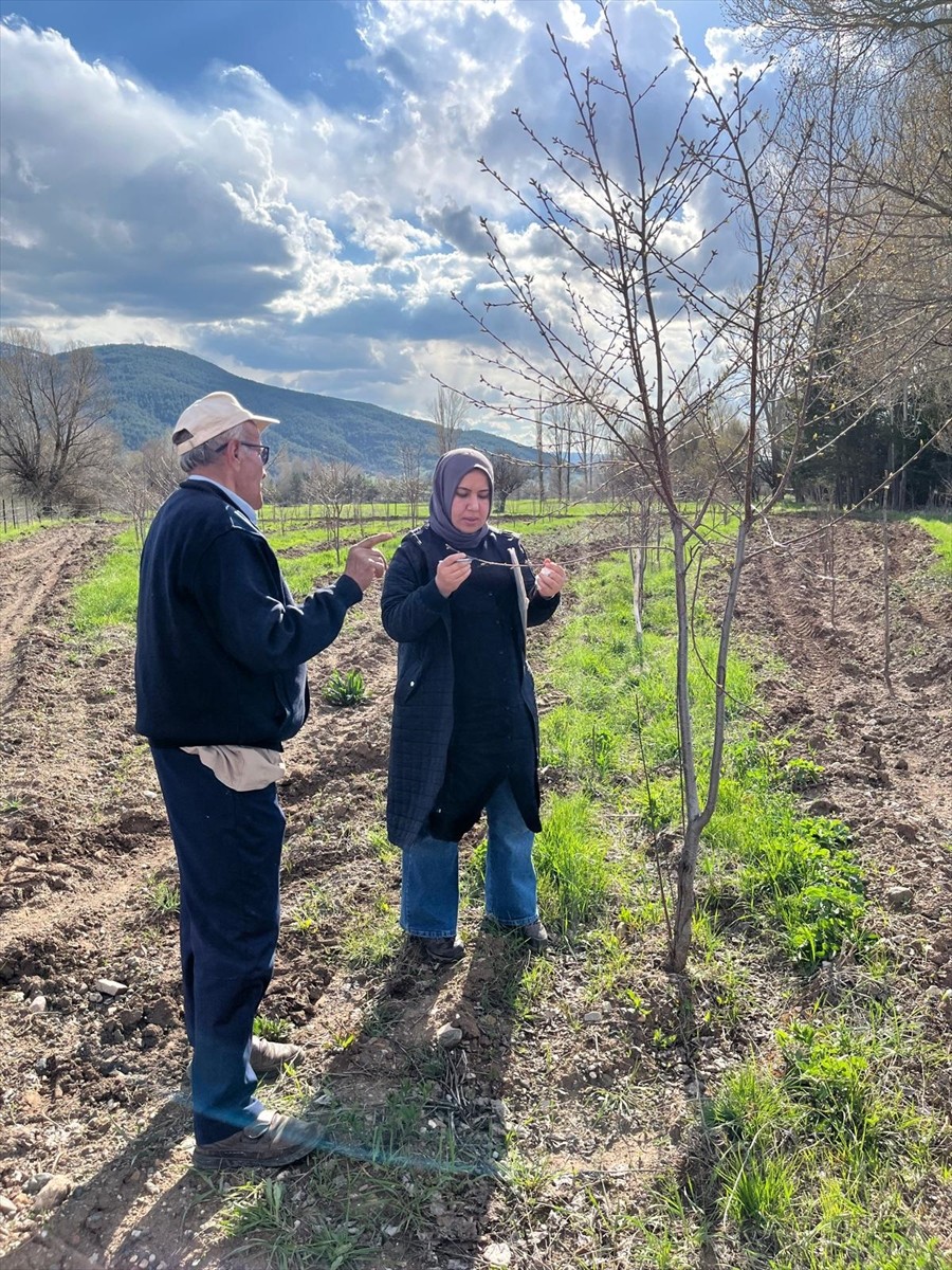 Erzincan İl Tarım ve Orman Müdürlüğü ekipleri, zirai dondan etkilenen meyve bahçelerinde...
