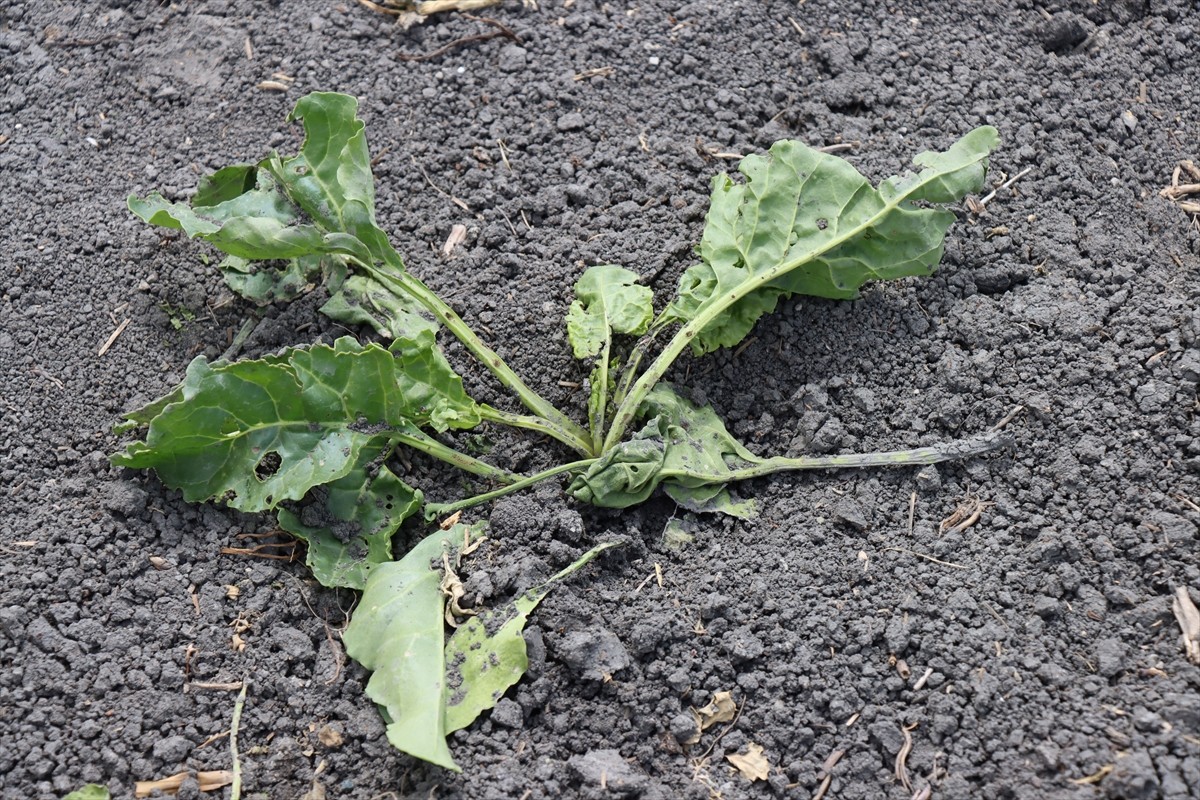Erzincan merkeze bağlı Hancıçiftliği köyünde yaban domuzları, pancar ekili tarlalara zarar verdi...
