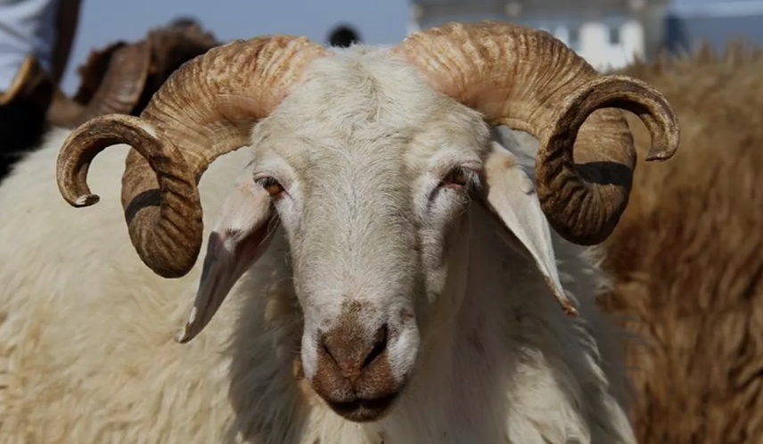 Eskişehir Odunpazarı Belediyesi'nden Ücretsiz Kurban Kesim Hizmeti