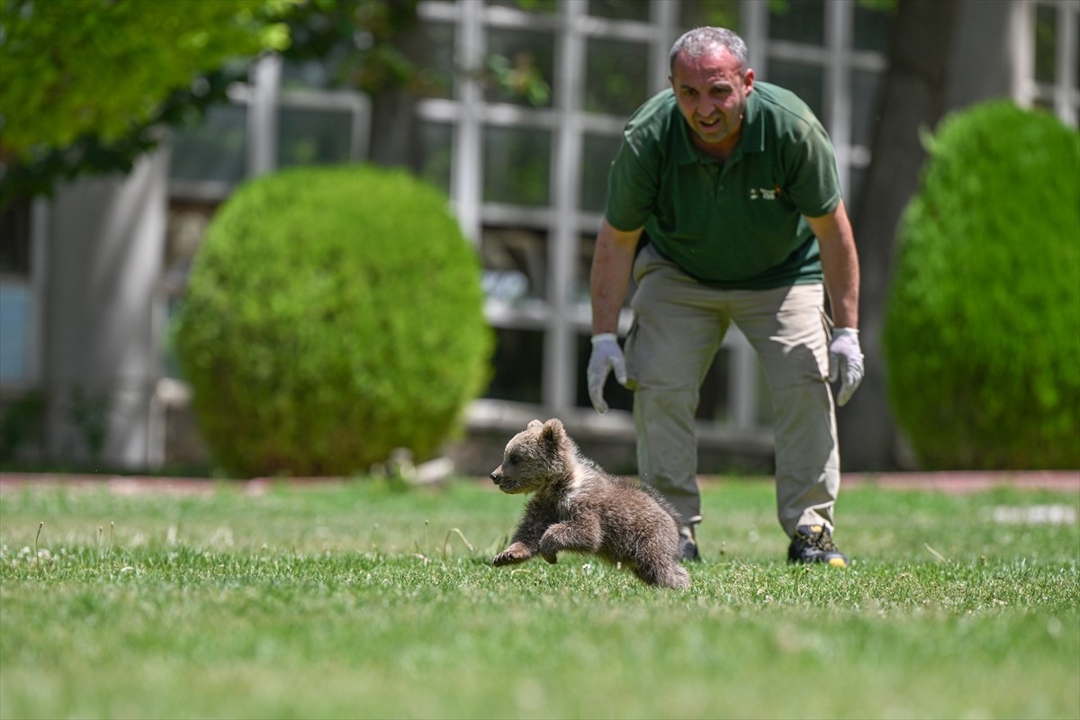 Gaziantep Doğal Yaşam Parkı'nın yeni sakini "Boncuk" isimli 3 aylık ayı yavrusuna özenle...