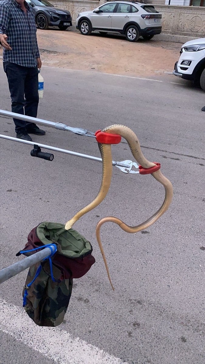 Gümüşhane'de otomobilin tekerleğine giren yılan, itfaiye ekiplerince çıkarıldı.