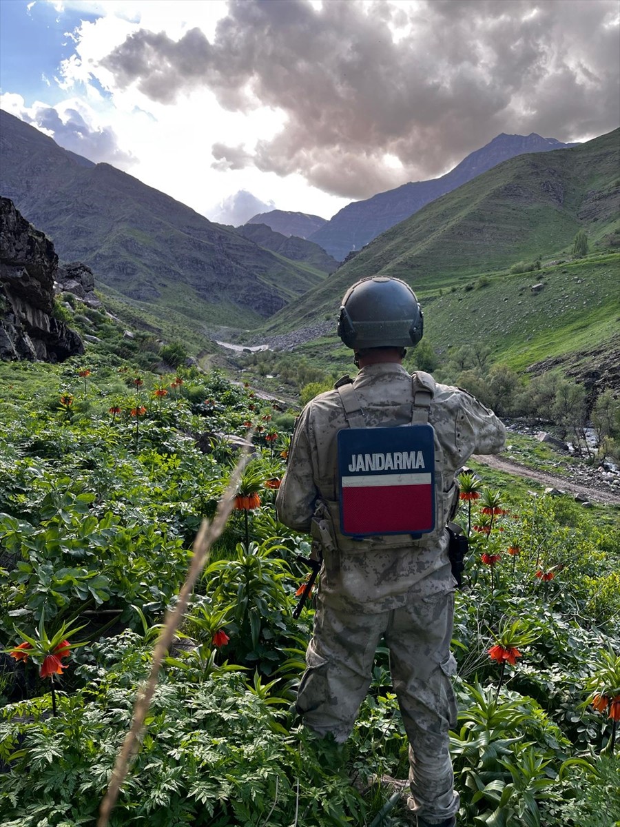 Hakkari'de farklı bölgelerde açan ters laleler, jandarma tarafından korunuyor.
