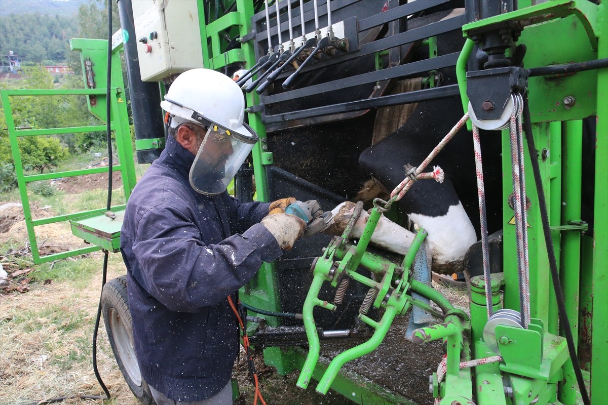 Hatay Büyükşehir Belediyesi ekipleri, besicilerin büyükbaşlarının tırnak bakımlarını ücretsiz...