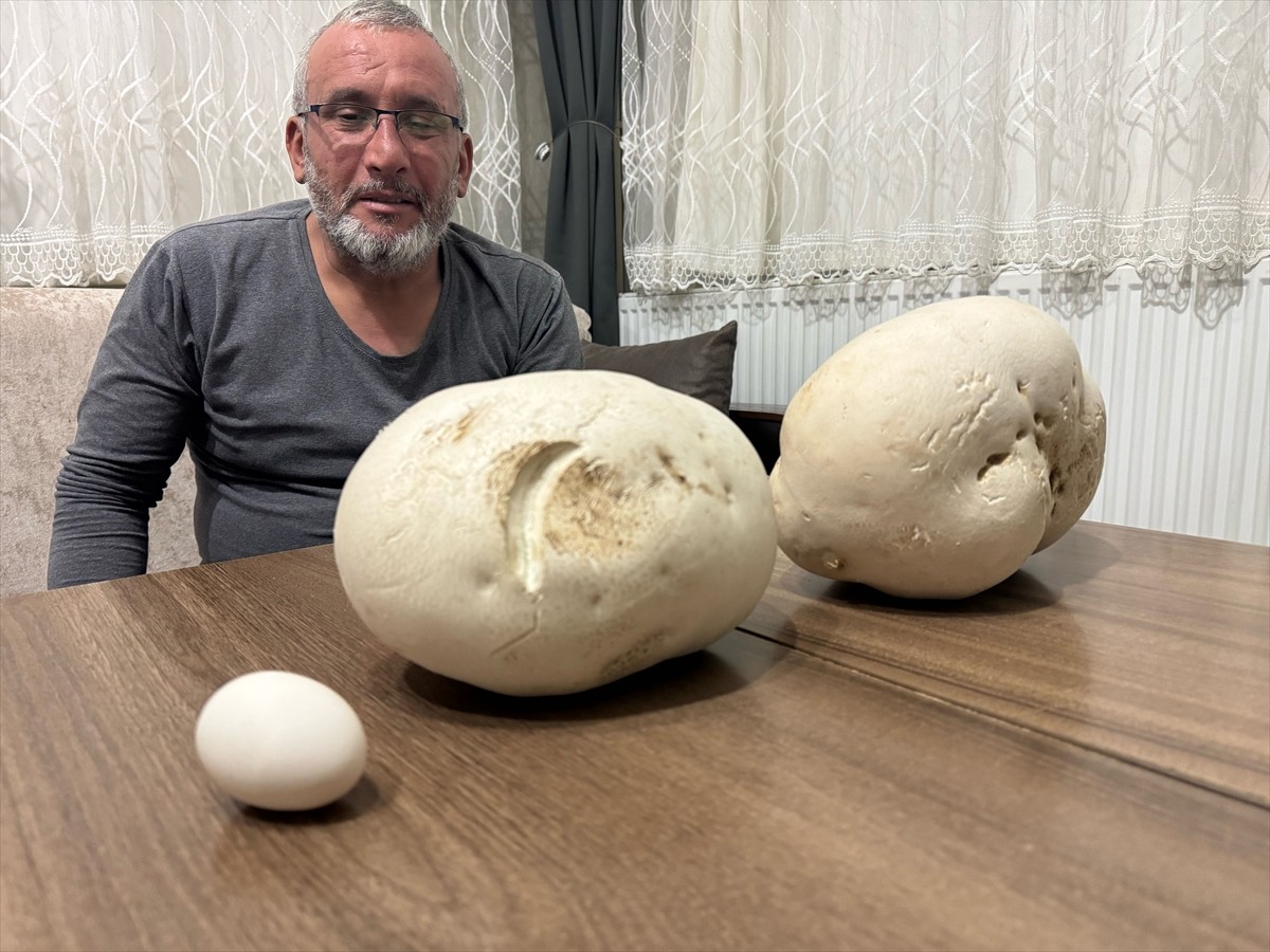 Isparta'da doğa gezisine çıkan Yusuf Yalçın, 2,5 kilogram ve 1,5 kilogramlık iki "dev mantar"...